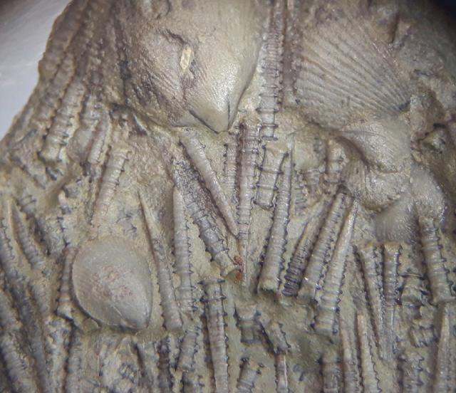 Tentaculites sp. SCHLOTHEIM 1820 - Bild © FossNet FossilienStore